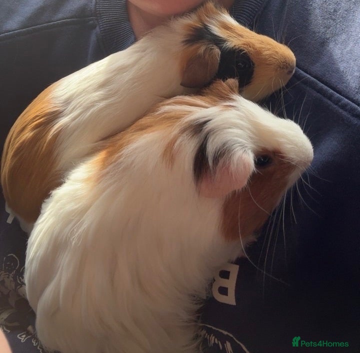 Guinea Pig rodents for sale: 🐹💕 TWO BONDED GUINEA PIGS – C&C SETUP 💕🐹 - Advert 1