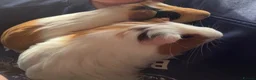 Guinea Pig rodents for sale: 🐹💕 TWO BONDED GUINEA PIGS – C&C SETUP 💕🐹 in Tranent - Advert 1