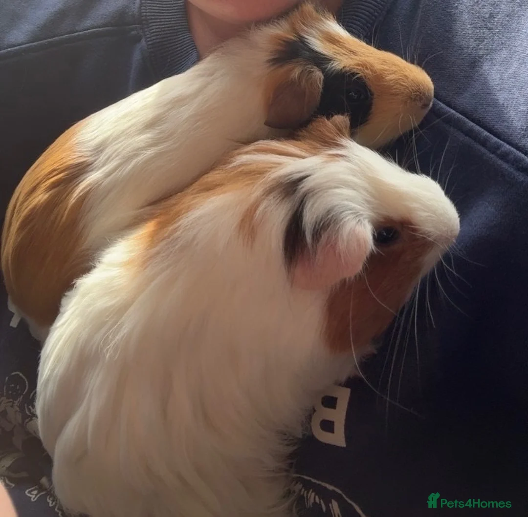 Guinea Pig rodents for sale: 🐹💕 TWO BONDED GUINEA PIGS – C&C SETUP 💕🐹 in Tranent - Advert 1