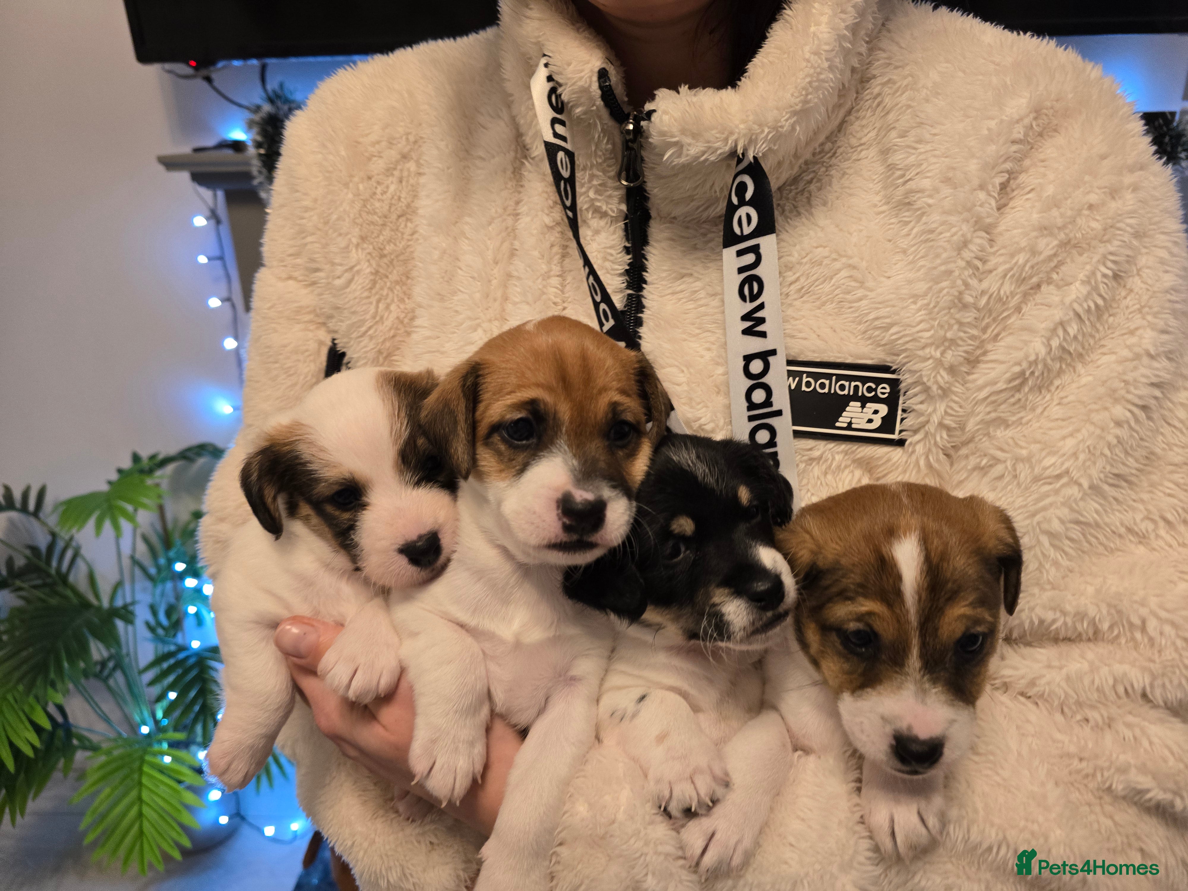 Mixed Breed dogs Five beautiful Jack Russel puppies for sale - Advert 4