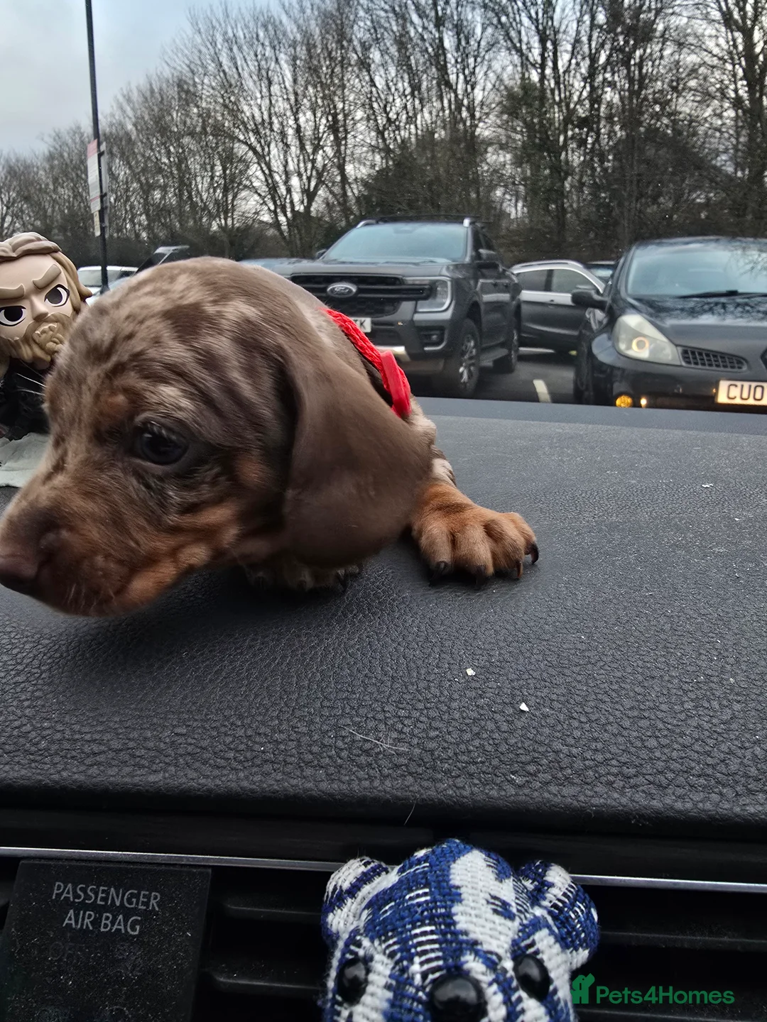 Miniature Dachshund dogs for sale: READY NOW 1 female dapple mini dachshund - Advert 31