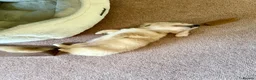 Miniature Dachshund dogs for sale: Dachshund miniature cream long hair  - Advert 5