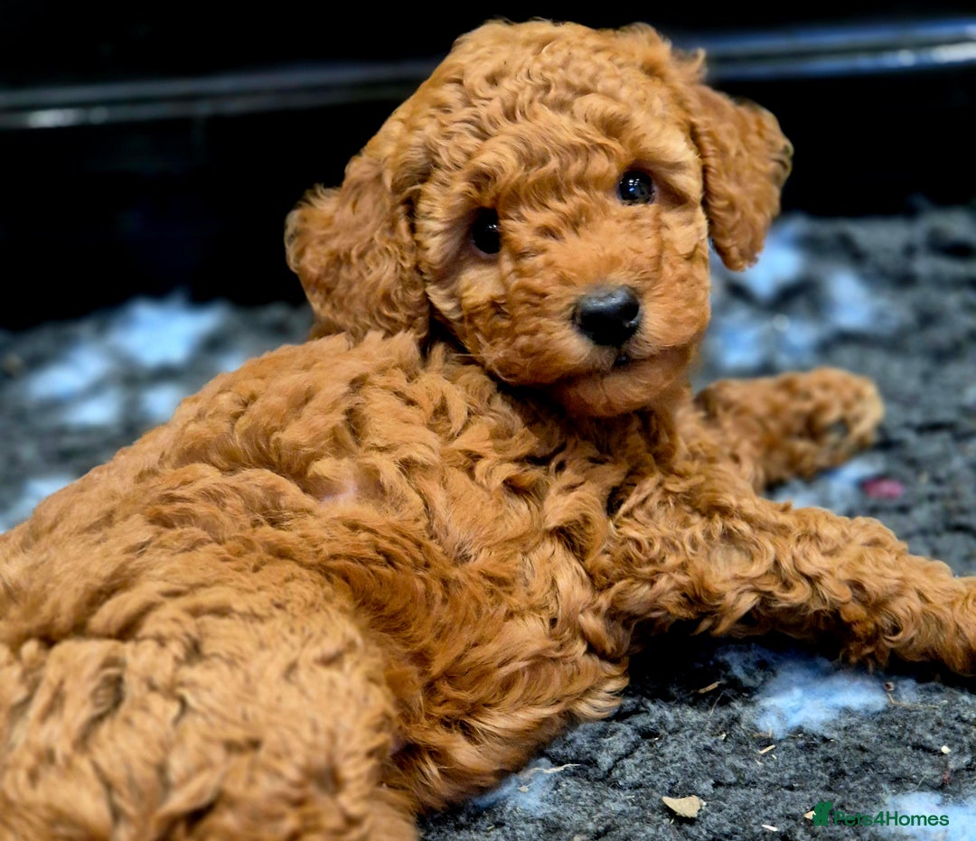 Toy Poodle dogs for sale: Toy Poodles incl. One Phantom boy - Image 10