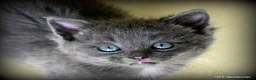 Mixed Breed cats for sale: Gorgeous Rag Doll/Maine Coon/Russian Blue X - Advert 27