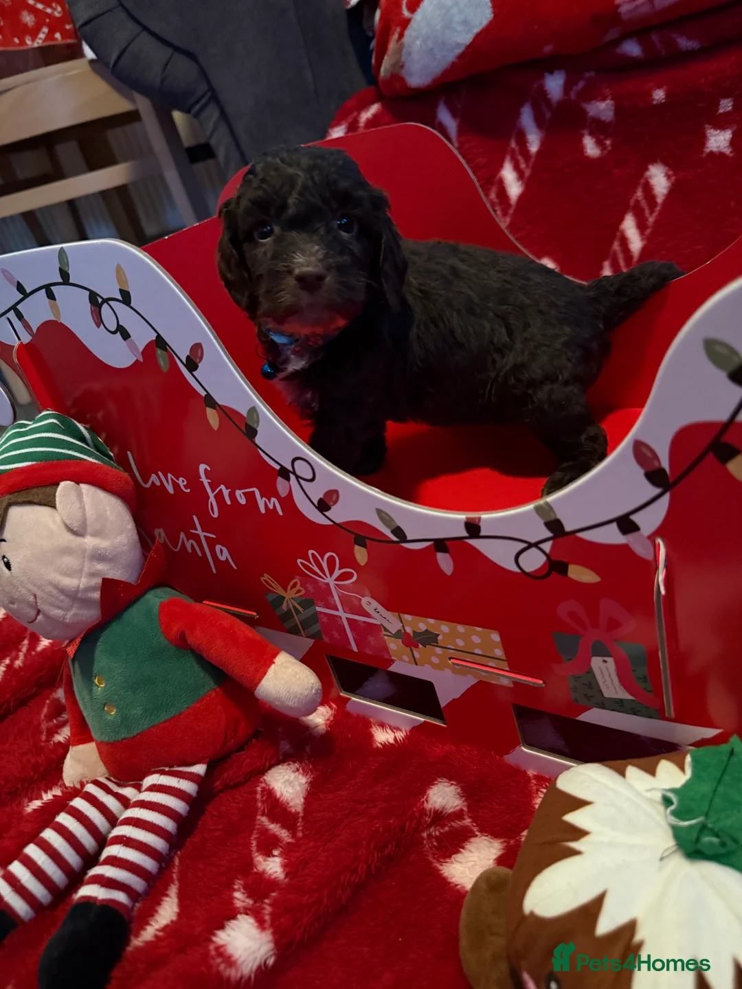 Cockapoo dogs for sale: Miniature f1 Cockapoos puppies - Advert 11