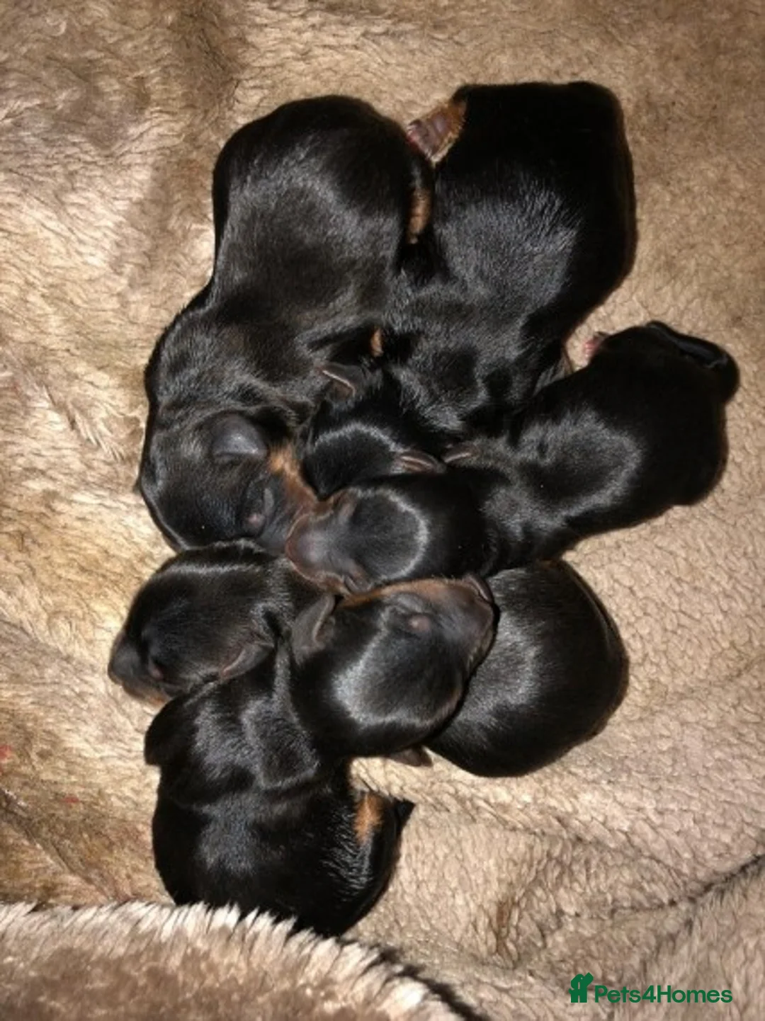 Yorkshire Terrier dogs for stud: Miniature experienced Yorkie STUD price 150 in Worcester - Advert 7