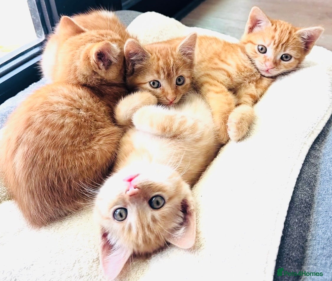Mixed Breed cats Gorgeous Ginger Bengal Ragdoll kittens ready to go - Advert 18
