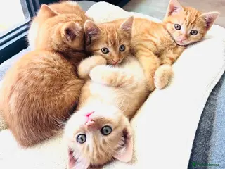 Mixed Breed cats Gorgeous Ginger Bengal Ragdoll kittens ready to go - Advert 18