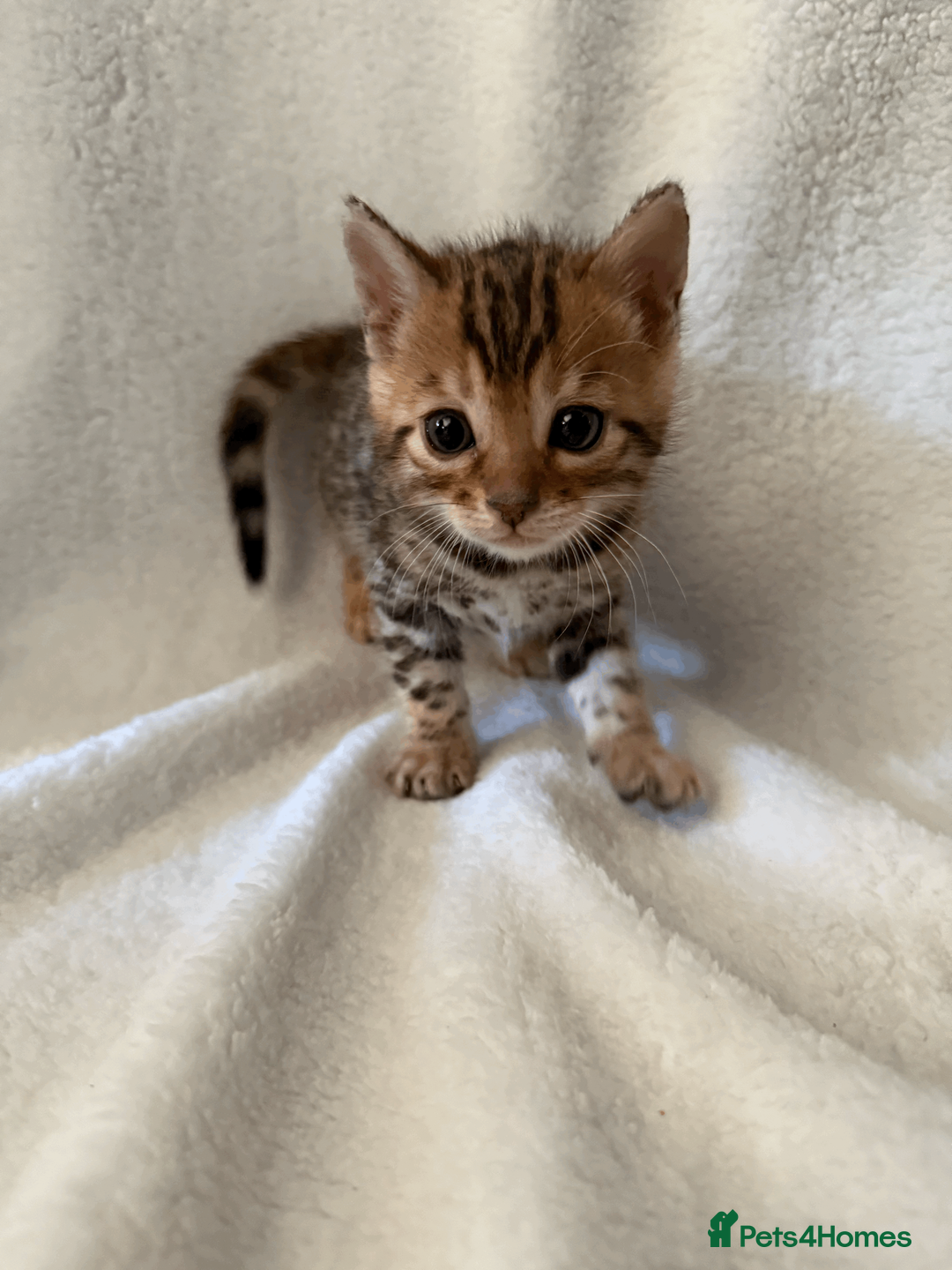 Bengal cats for sale: 5 Beautiful Bengal Brown Rosetted Kittens in London - Advert 10