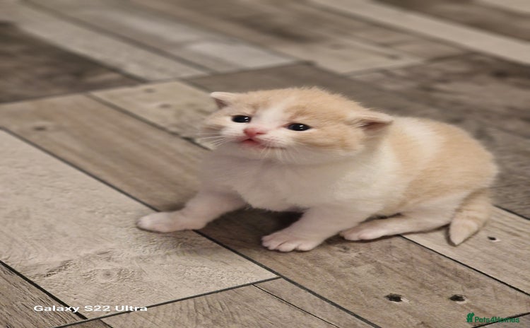 British Shorthair cats - Advert 7