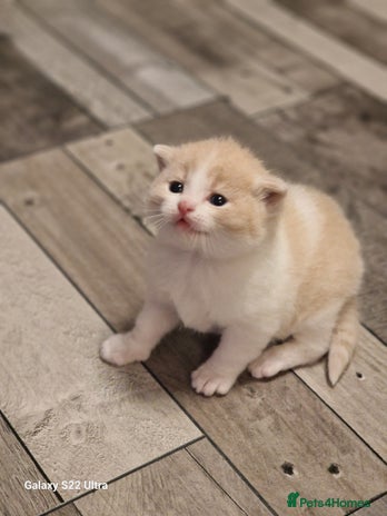 British Shorthair cats - Advert 7