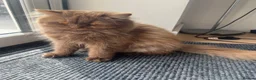 British Longhair cats for sale: Cinnamon British long hair girl 🧡 - Advert 2