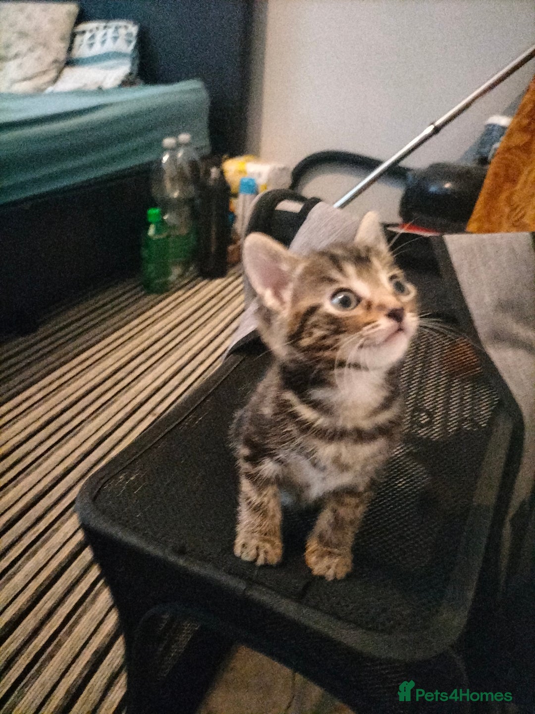 Mixed Breed cats for sale: 3 Beautiful Tabby fluffy Kittens - Image 18