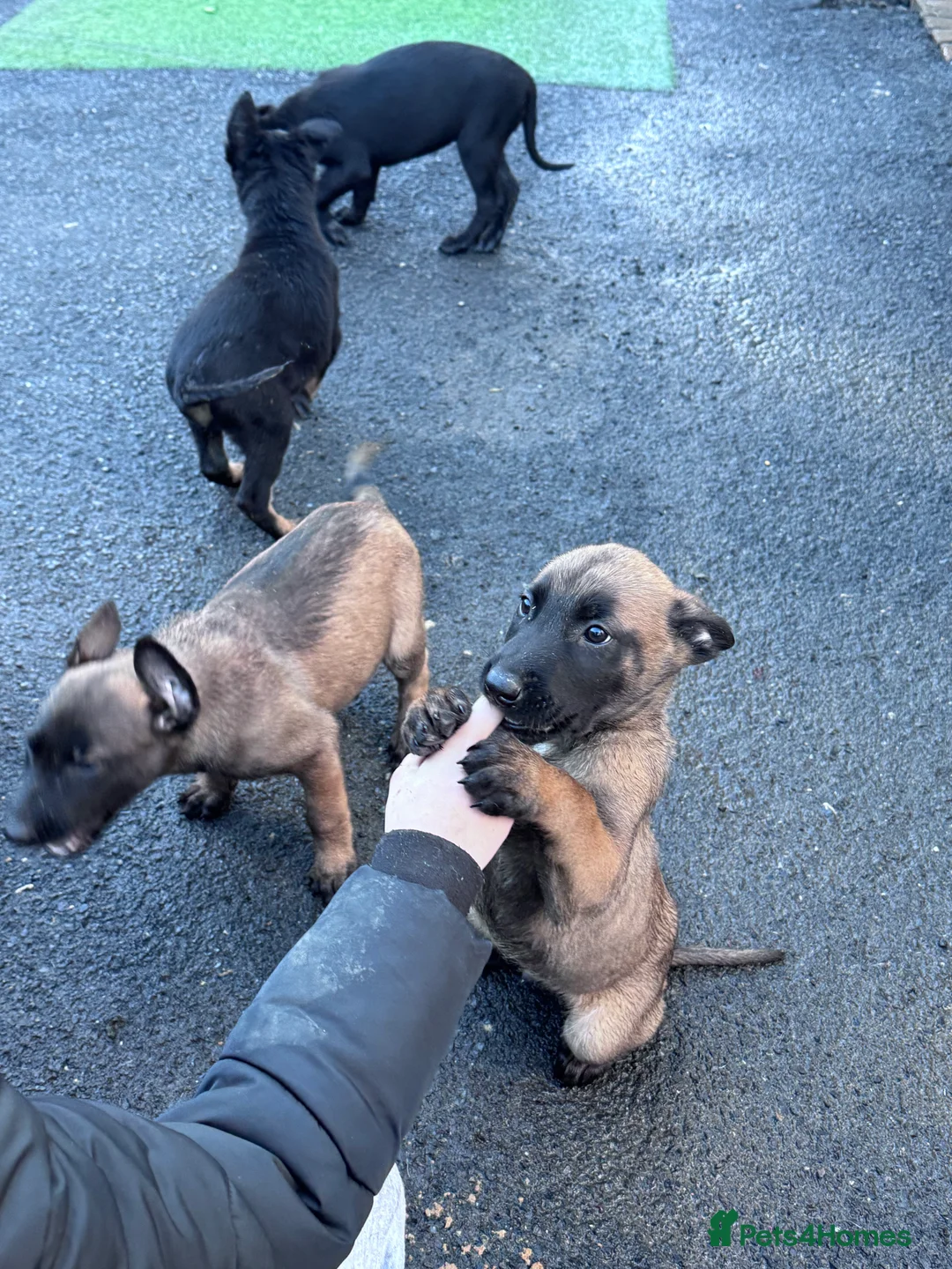 Belgian Shepherd Dog dogs for sale: Belgium Shepherd - Advert 8