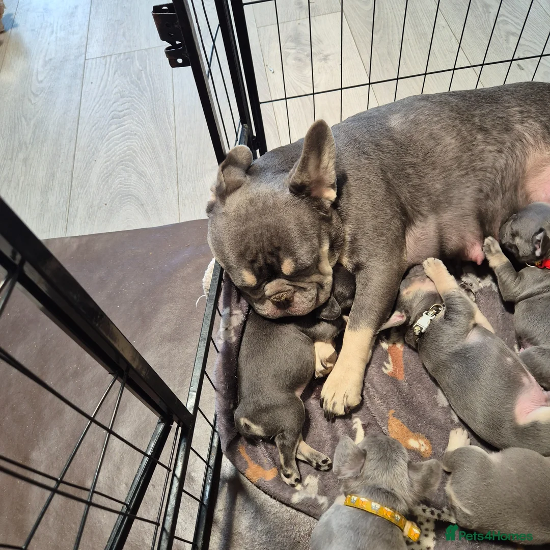 French Bulldog dogs for sale: Male&Female Puppies - Advert 1