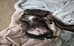 Springador dogs for sale: Two springador puppies - Image 15