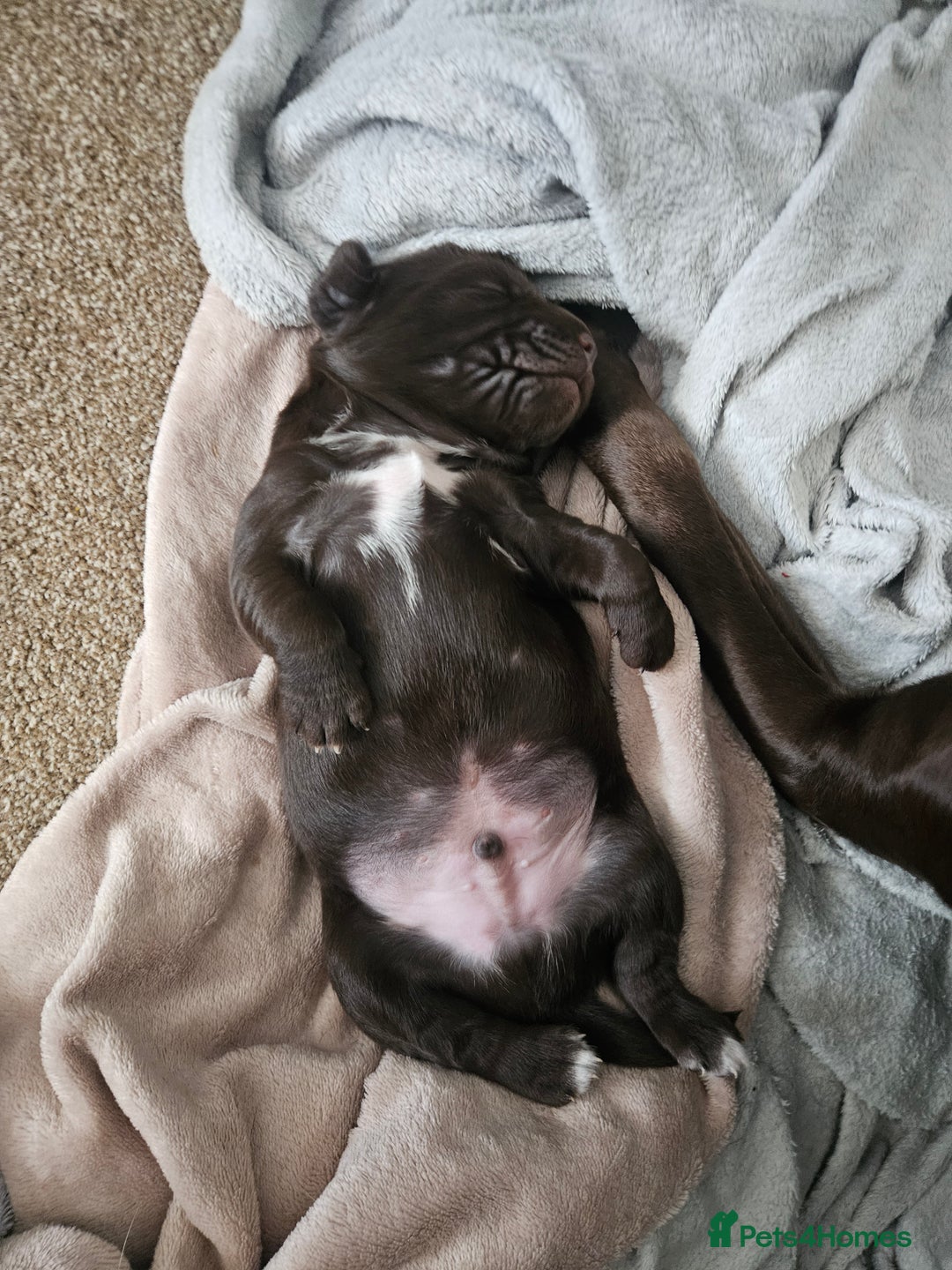 Springador dogs for sale: Two springador puppies - Image 15