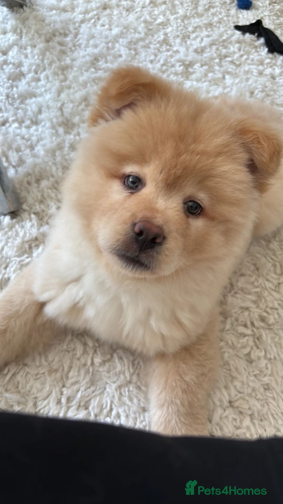 Mixed Breed dogs for sale: Stunning Chowsky puppy  - Advert 1