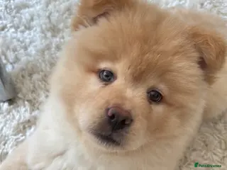 Mixed Breed dogs Stunning Chowsky puppy in Wokingham - Advert 1