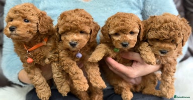 Toy Poodle dogs - Advert 11