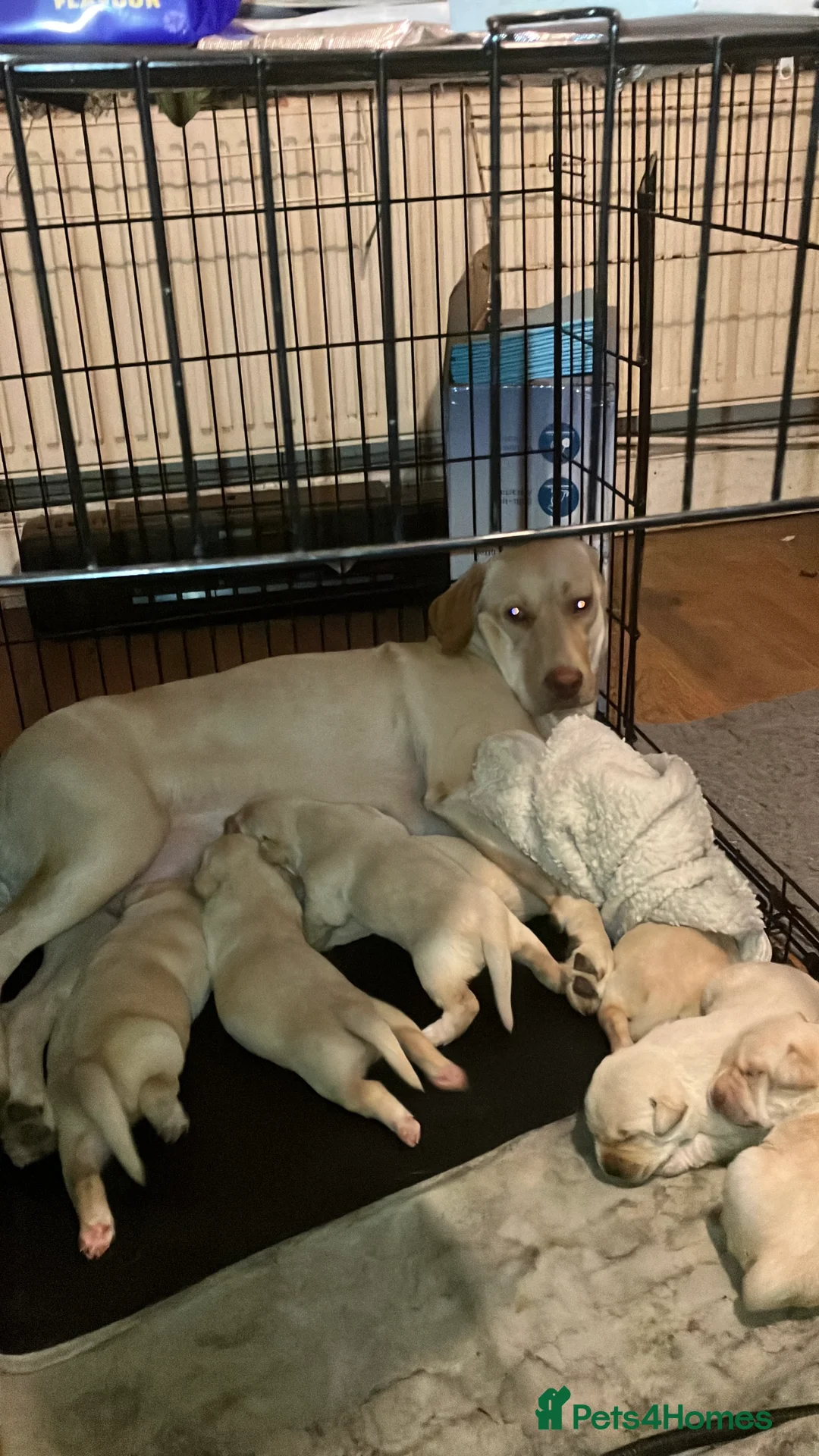 Labrador Retriever dogs for sale: Gorgeous Labrador puppies for sale. - Advert 12