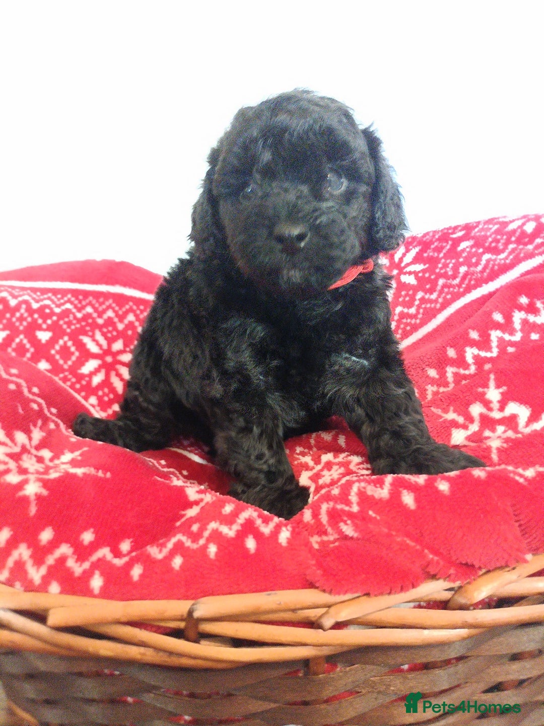 Toy Poodle dogs for sale: Reduced Remaining Toy poodle kc registered  - Advert 21