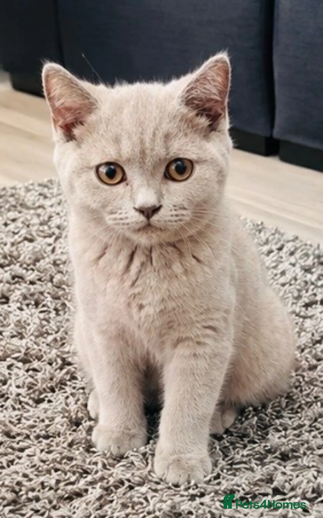 British Shorthair cats for sale: Rare Fawn Lilac Male British Shorthair - Advert 13
