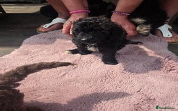 Mixed Breed dogs for sale: toy poodles  - Image 8