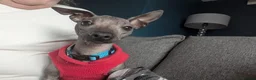 Mexican Hairless dogs for sale: Mini mexican hairless boy - Advert 1
