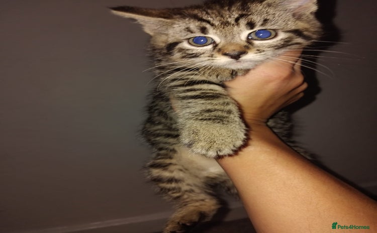 Mixed Breed cats - Advert 14
