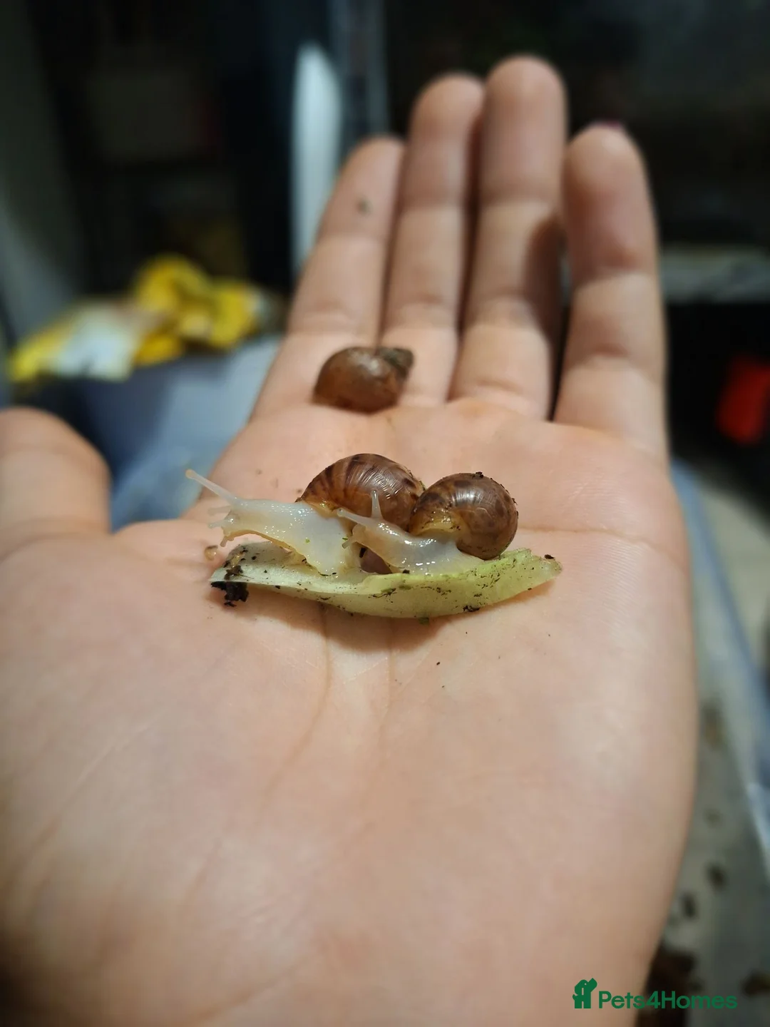 Snails invertebrates for sale: Baby Giant African Land Snails in Okehampton - Advert 2