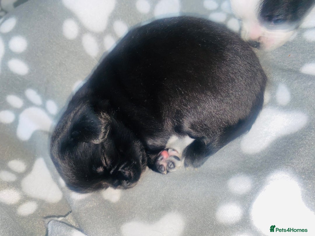 Chug dogs for sale: Chug puppies - Image 2