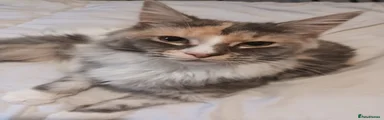 Nala