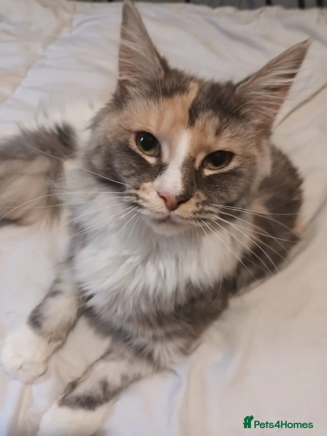 Maine Coon cats for sale: Mainecoon female intact - Advert 2