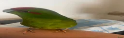Parakeets birds for sale: Very tame parakeet in Sheffield - Advert 3