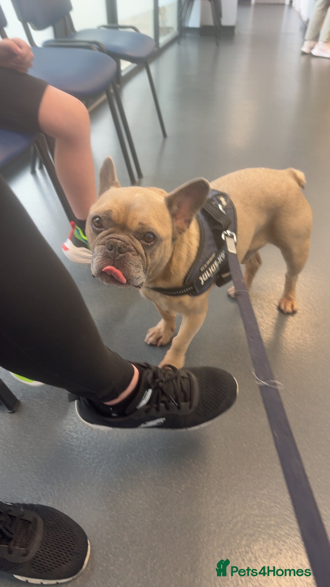 French Bulldog dogs for sale: Rooney/ French bulldog for sale - Image 6