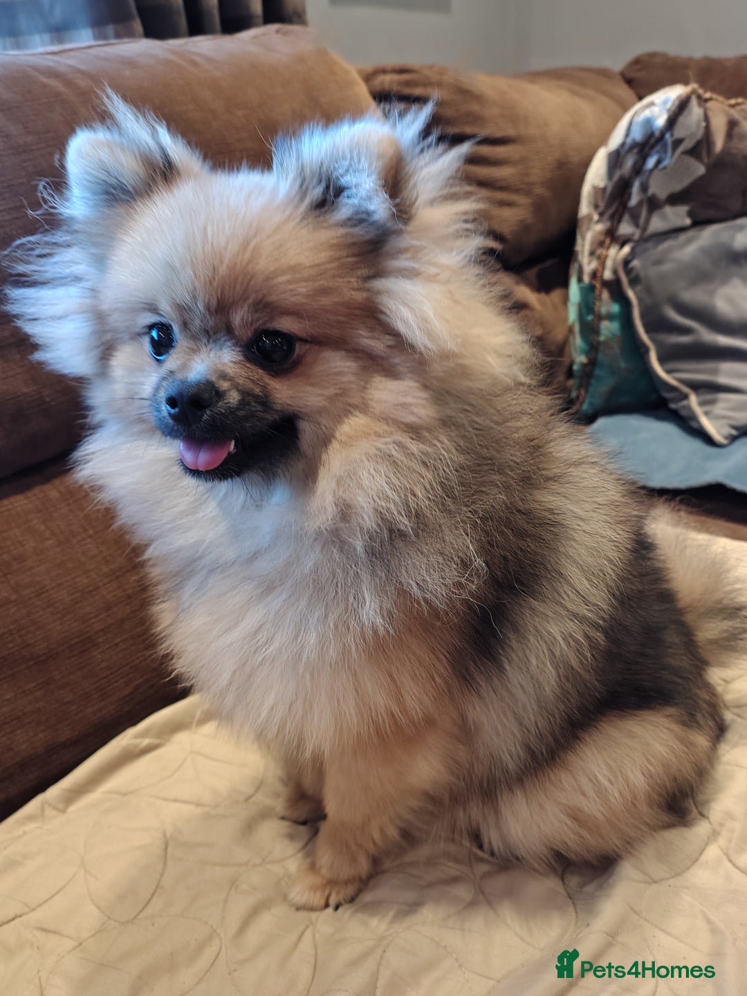 Pomeranian dogs for sale: Pom puppys with Kc reg , pedigree for sale - Advert 25