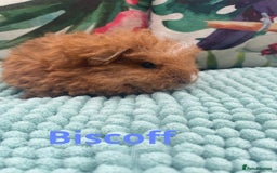 Guinea Pig rodents for sale: Beautiful baby guinea pigs  - Image 4