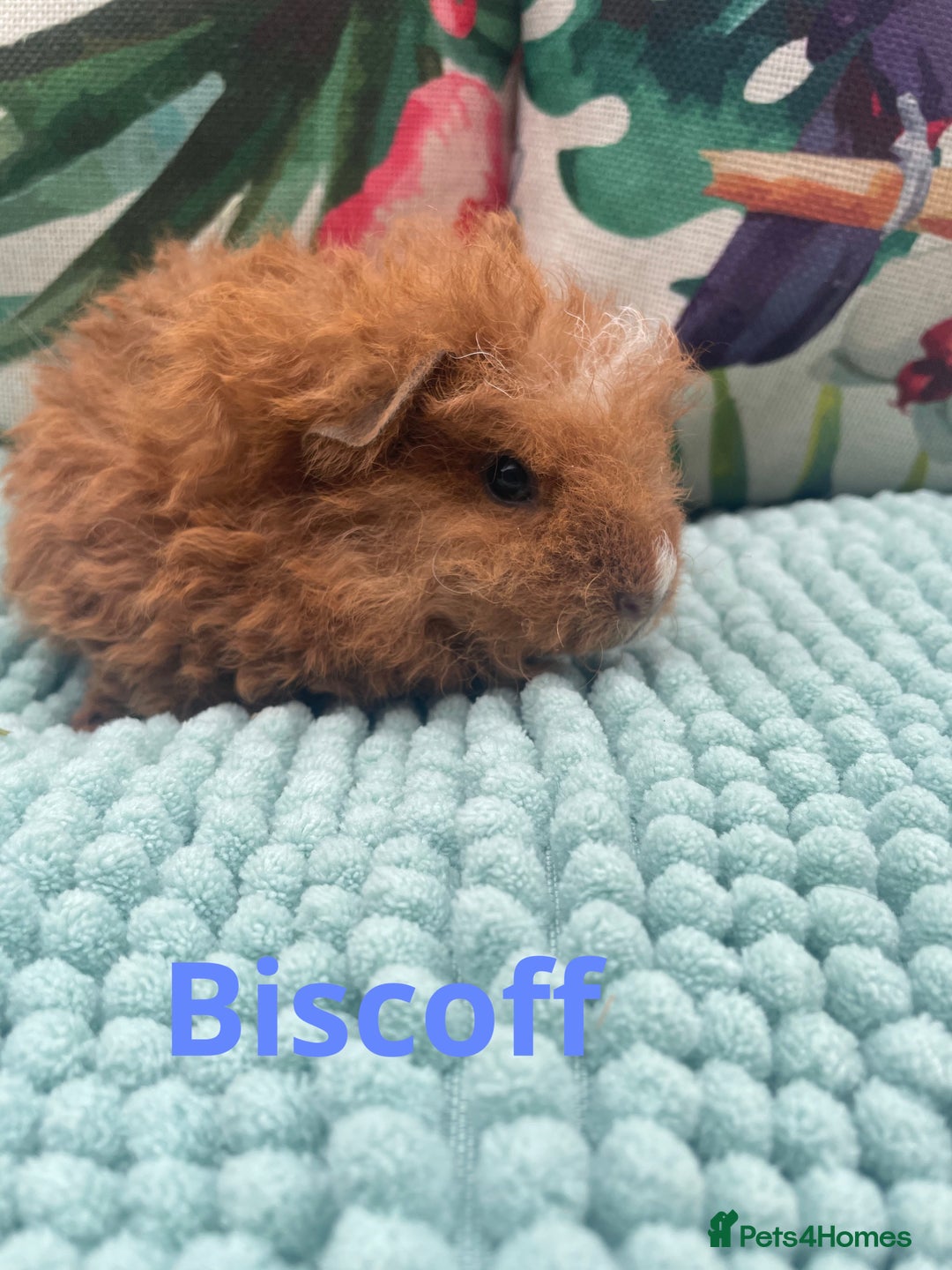 Guinea Pig rodents for sale: Beautiful baby guinea pigs  - Image 4