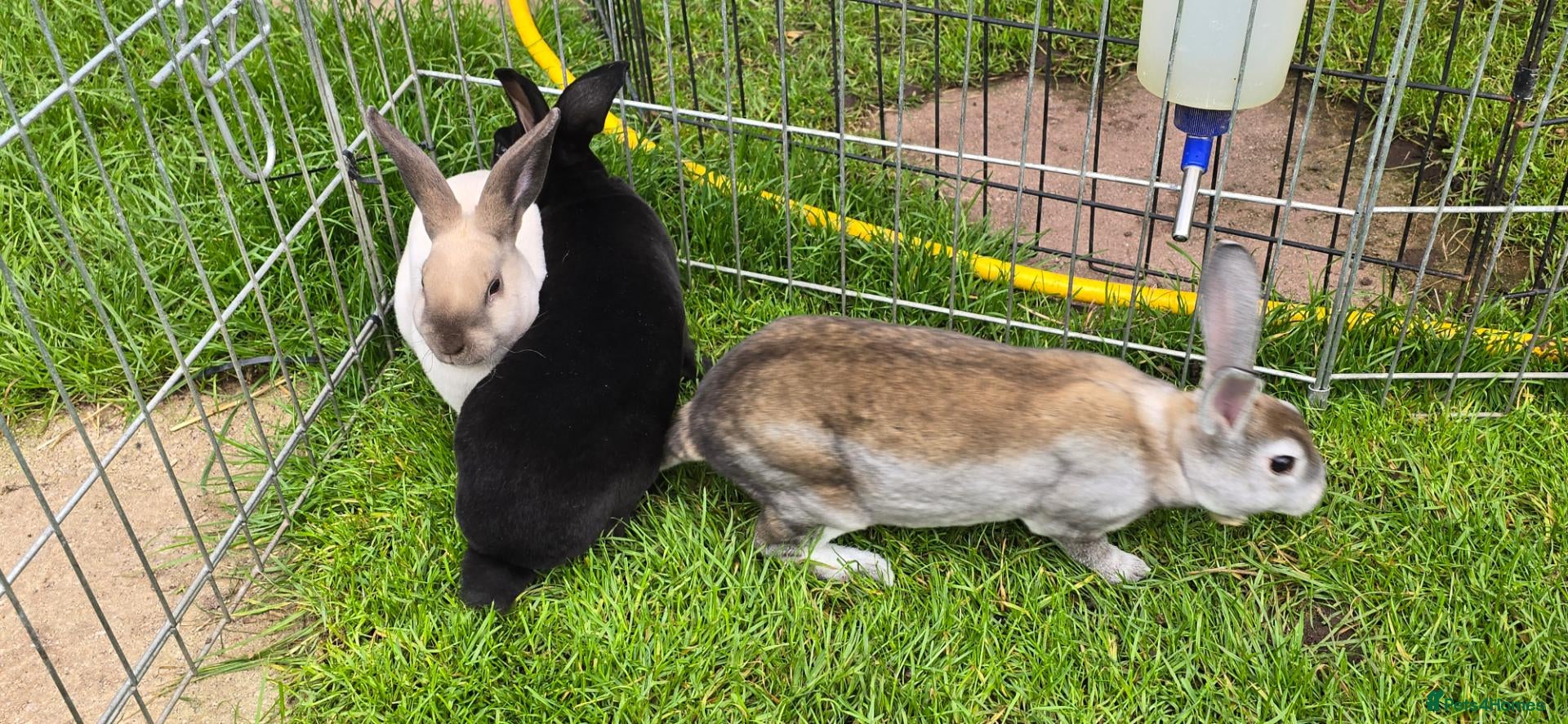 Rex rabbits 5 mini rex ready to leave now! - Advert 1
