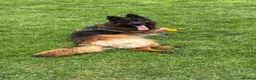 German Shepherd dogs for sale: Top Quality German shepherd long hair puppies  - Advert 9