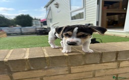 Jack Russell dogs for sale: 🐾Jack Russell Puppies🐾 - Image 23
