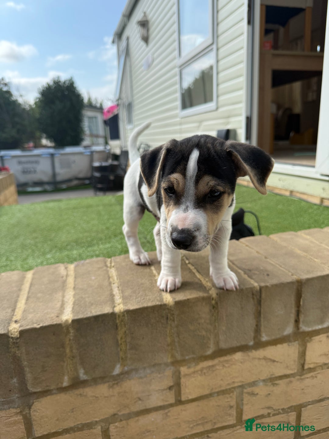 Jack Russell dogs for sale: 🐾Jack Russell Puppies🐾 - Image 23