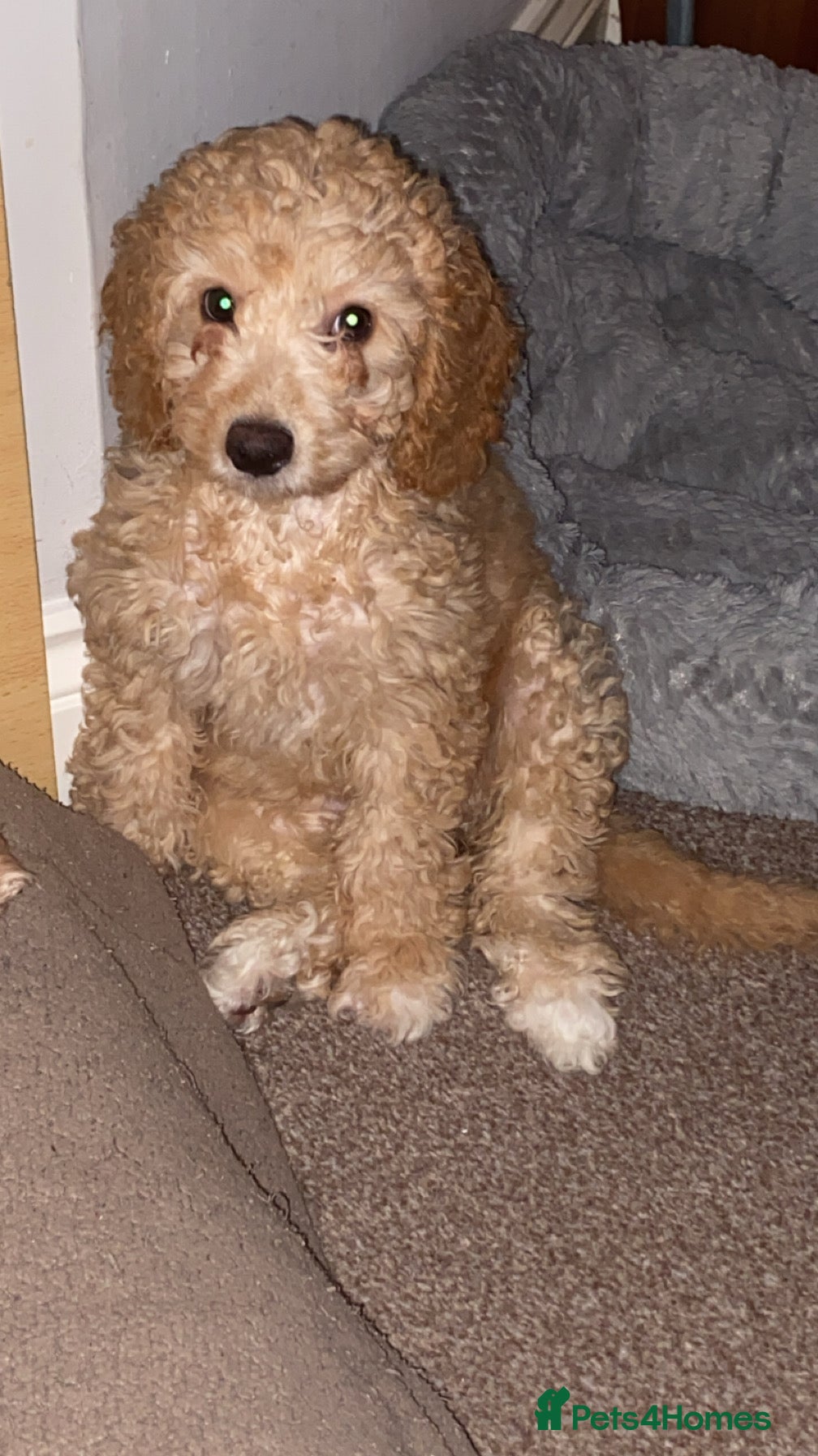 Cockapoo dogs F1b cockapoos x2 girls READY NOW!  - Advert 10