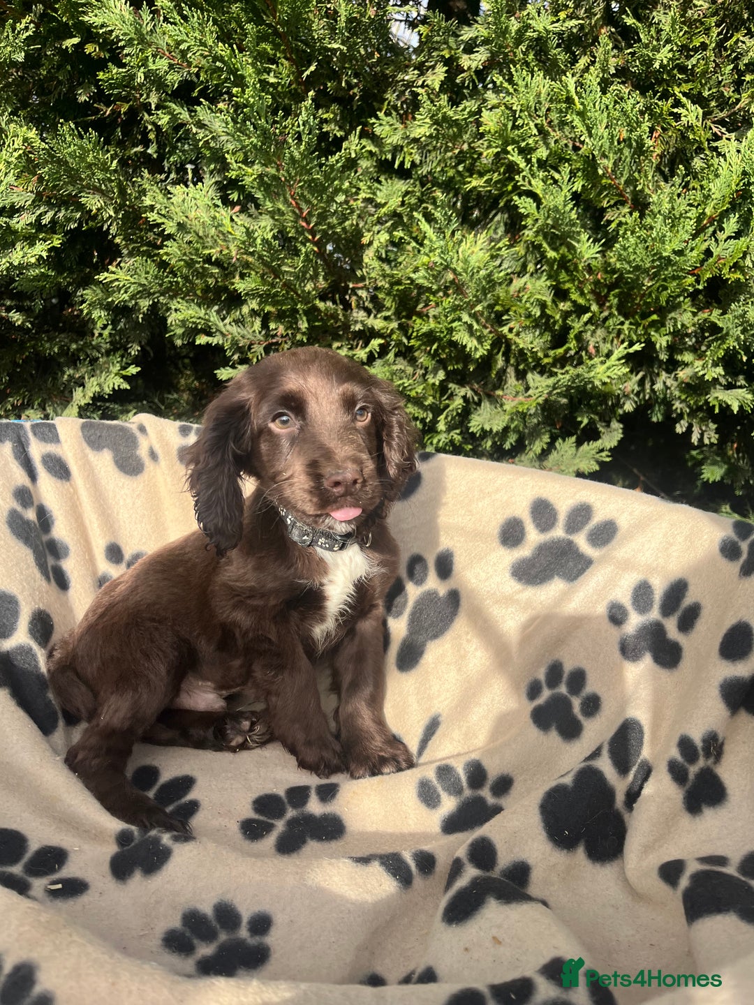 Cocker Spaniel dogs for sale: 5 beautiful cocker spaniels  - Advert 11