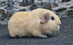 Guinea Pig rodents for sale: Californian Guinea pigs - Image 2
