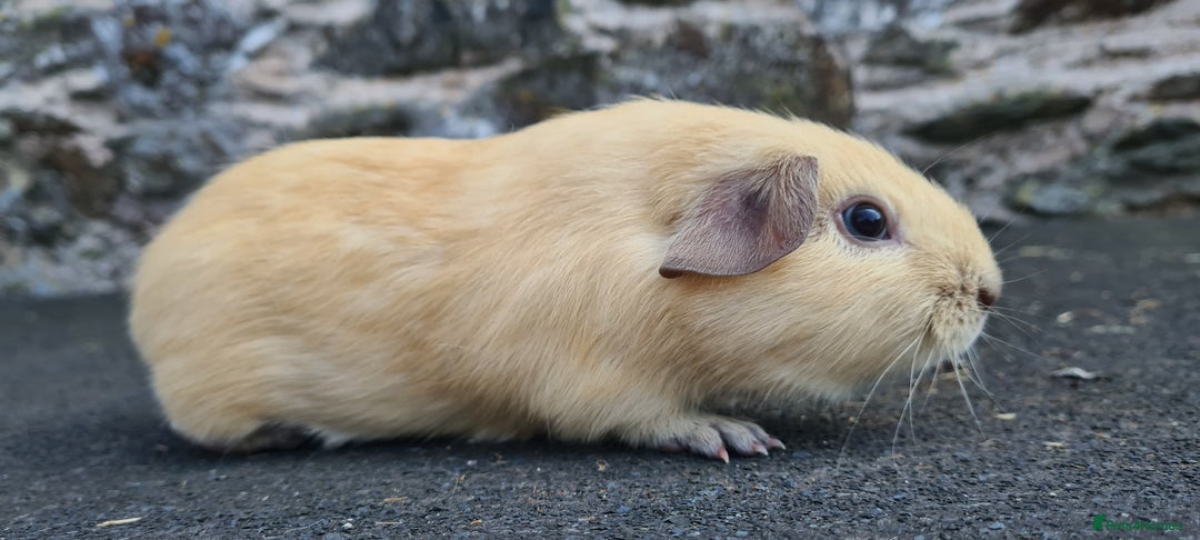 Guinea Pig rodents for sale: Californian Guinea pigs - Image 2