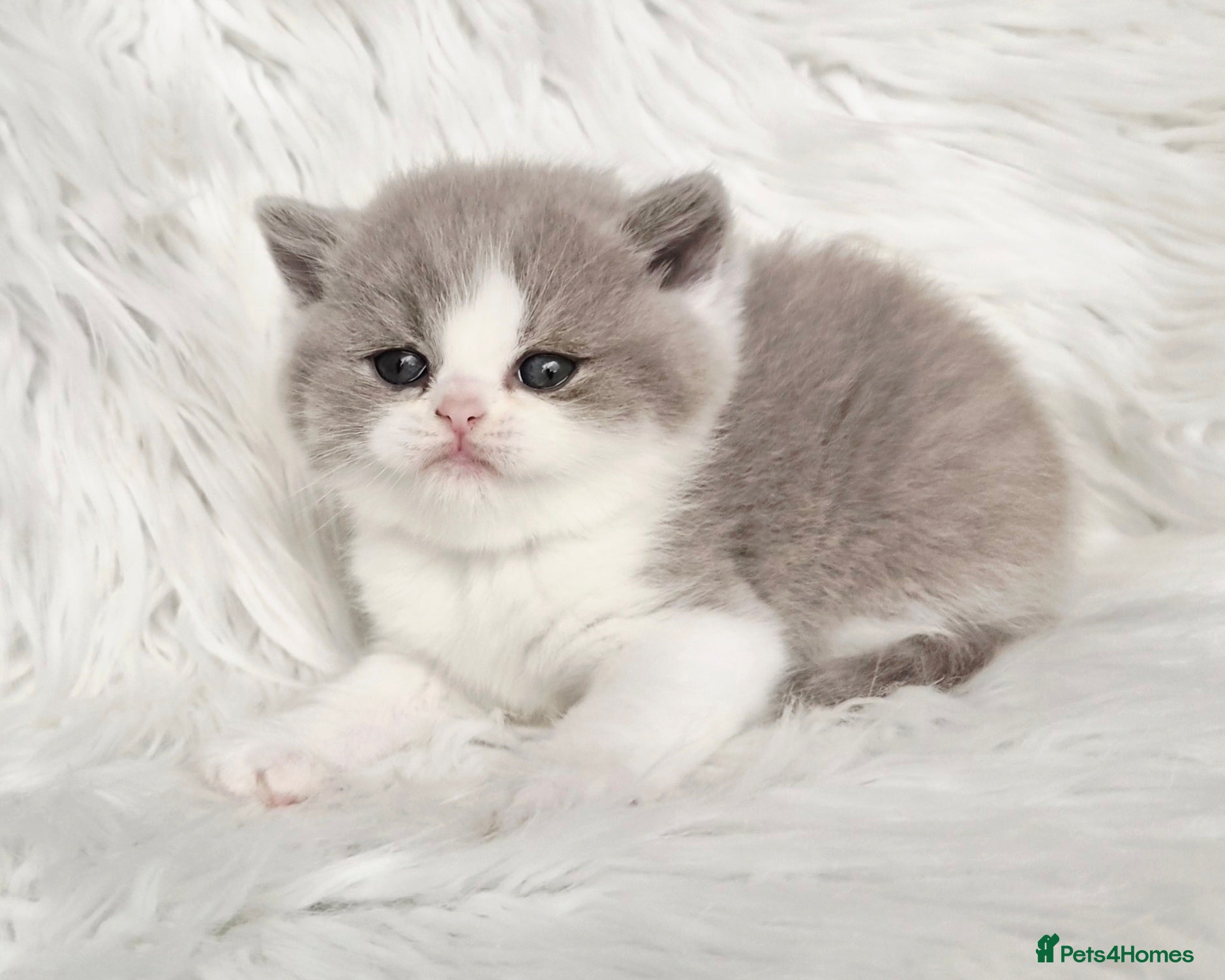 British Shorthair cats Stunning British shorthair kittens  - Advert 15