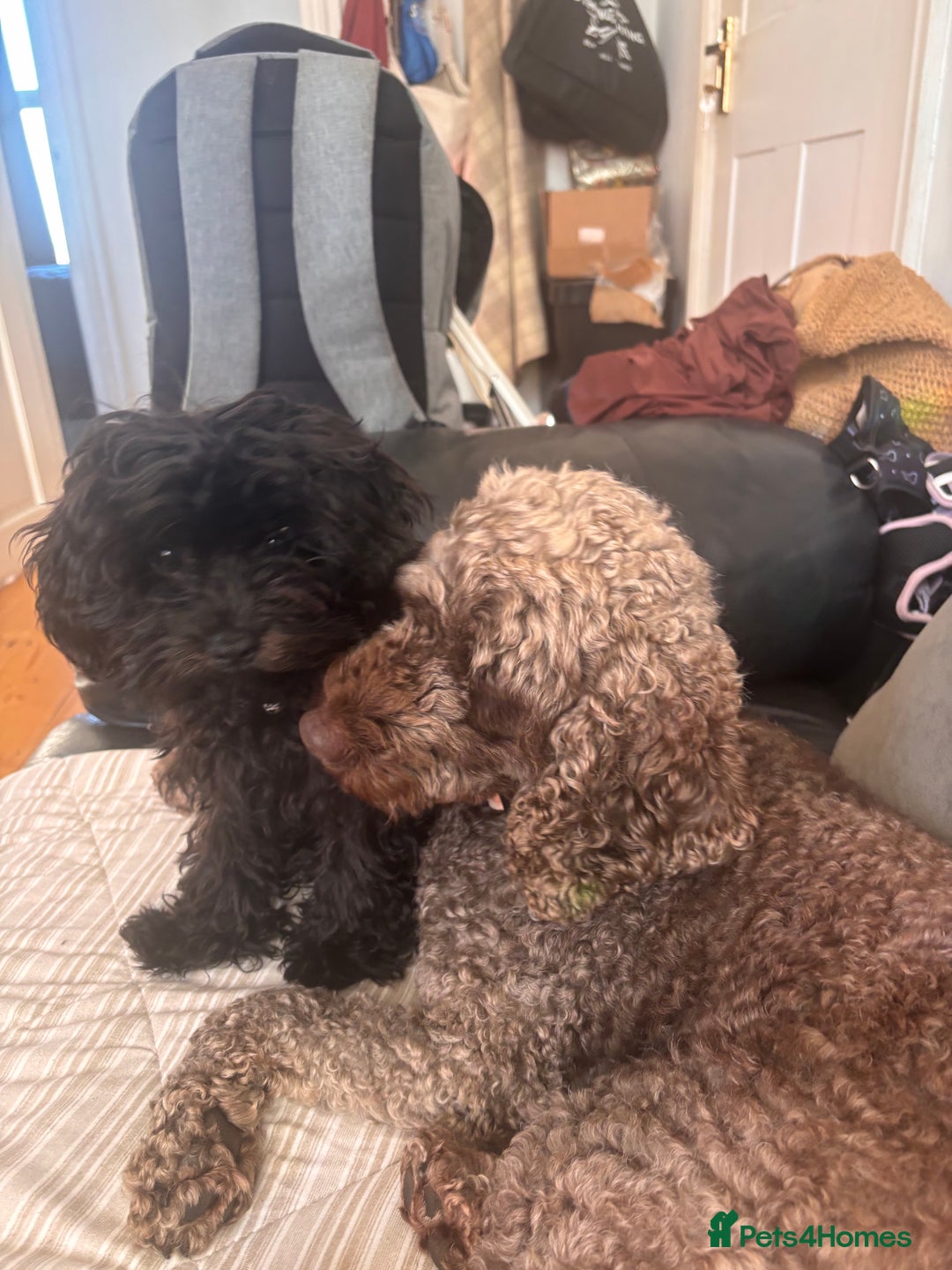 Cavapoo dogs for sale: Cavapoo 4 months old - Image 9