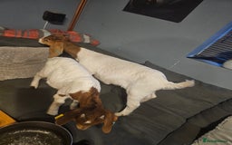 Goats livestock for sale: Two goats, one male one female - Image 11